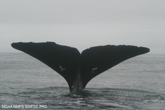 Sperm whale fluke