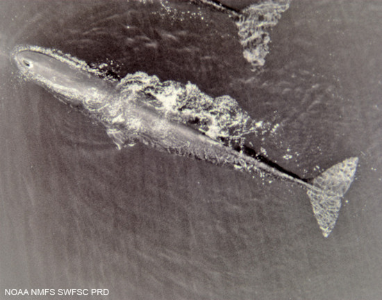 Aerial view of sperm whale