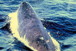 Sperm whale