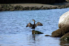 Cormorant