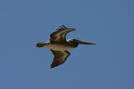 Brown Pelican