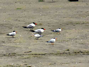 birds image
